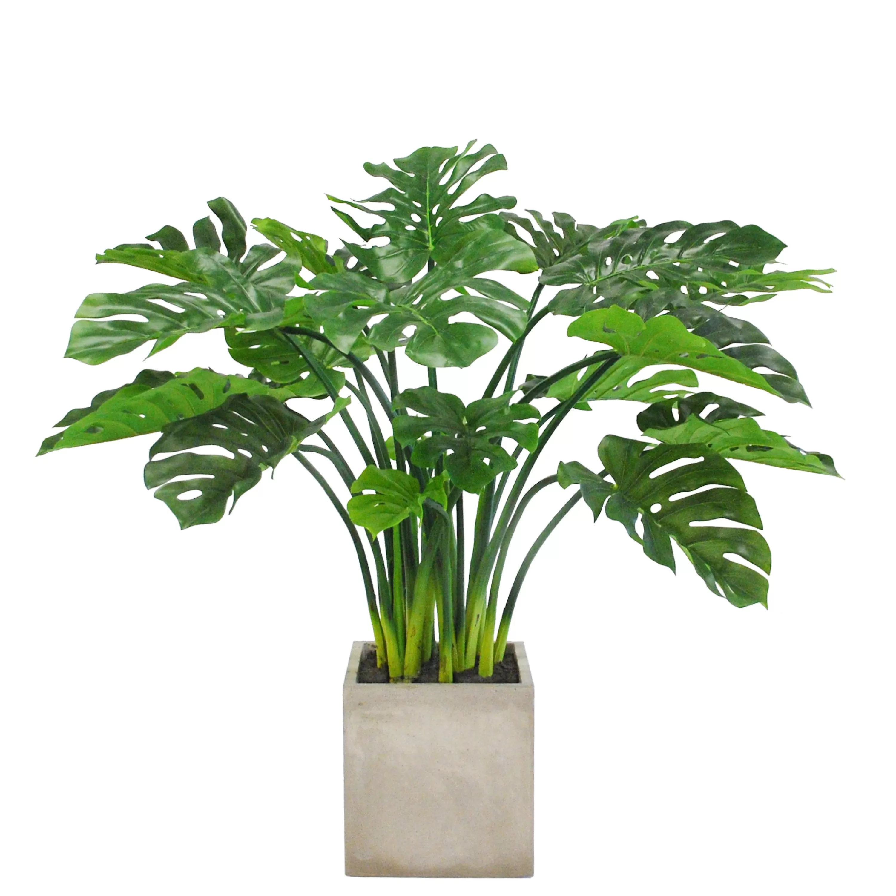 Outlet SPLIT LEAF PHILO PLANTER 3.7' Large Trees | Outdoor Patio