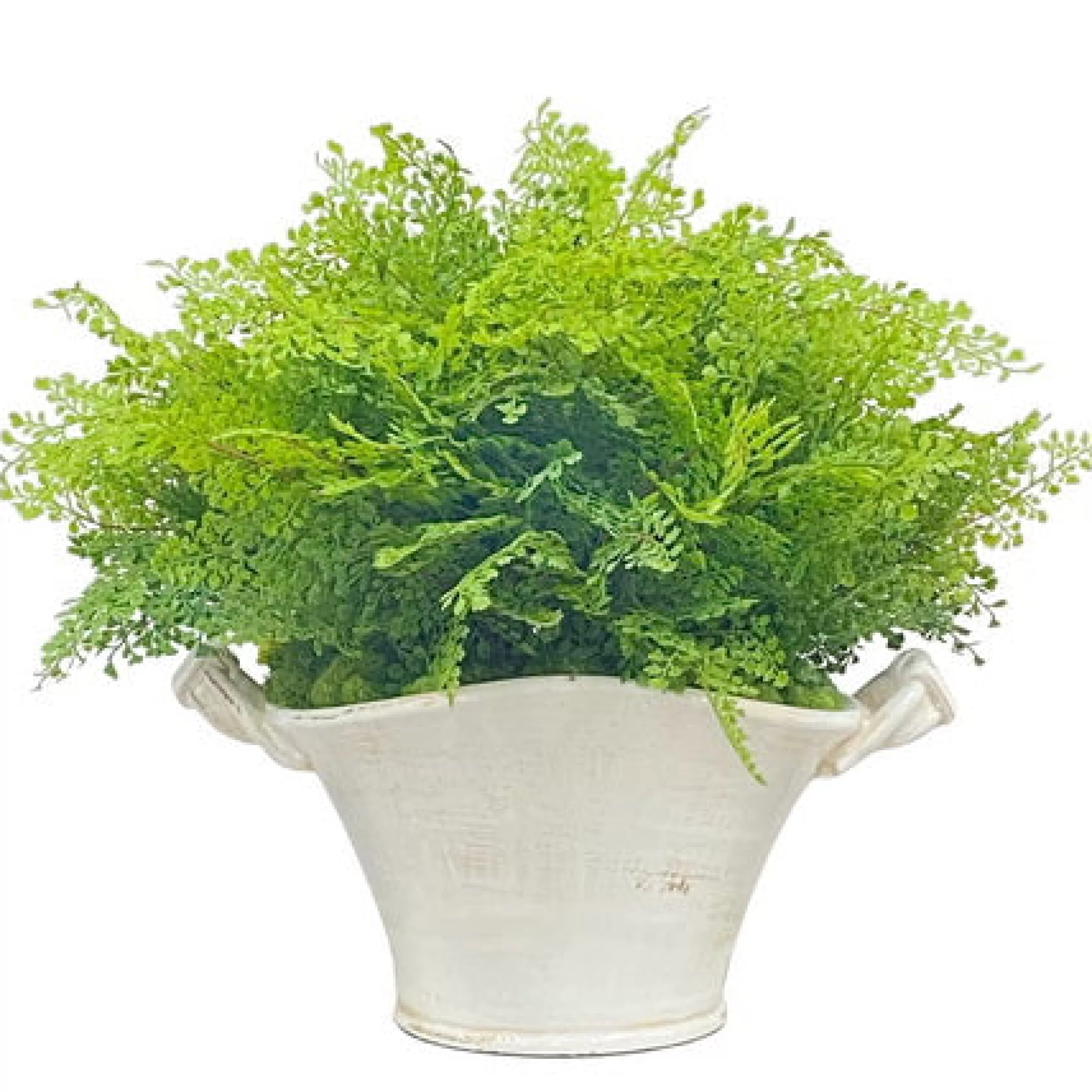 Clearance Spring Fern in Planter 22" Tabletop Greenery | Tabletop