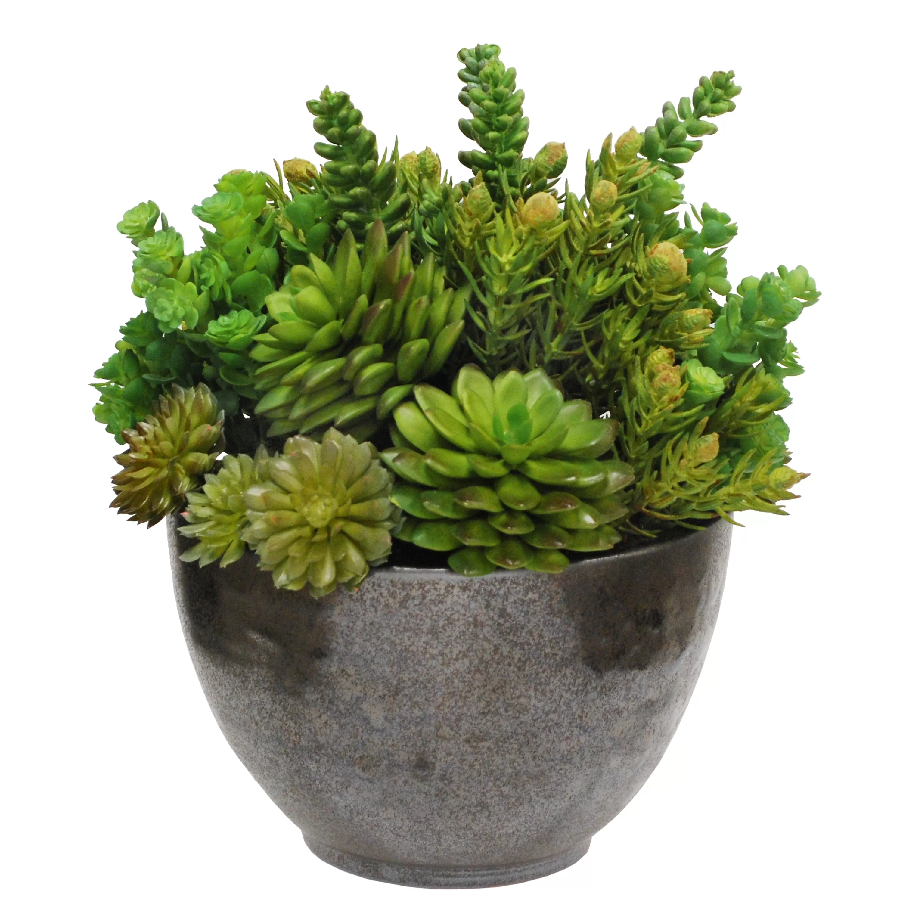 New SUCCULENT CRETE BOWL 13'' Succulent Arrangements | Tabletop