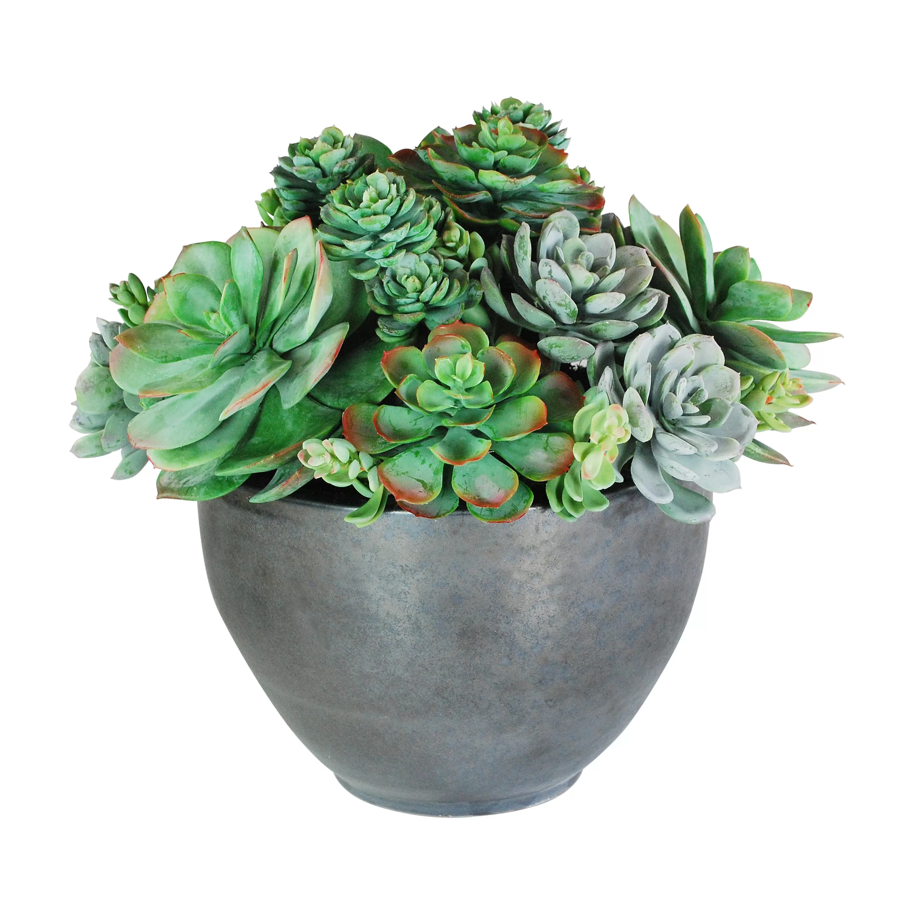 Fashion SUCCULENT MIX IN BOWL 16" Succulent Arrangements