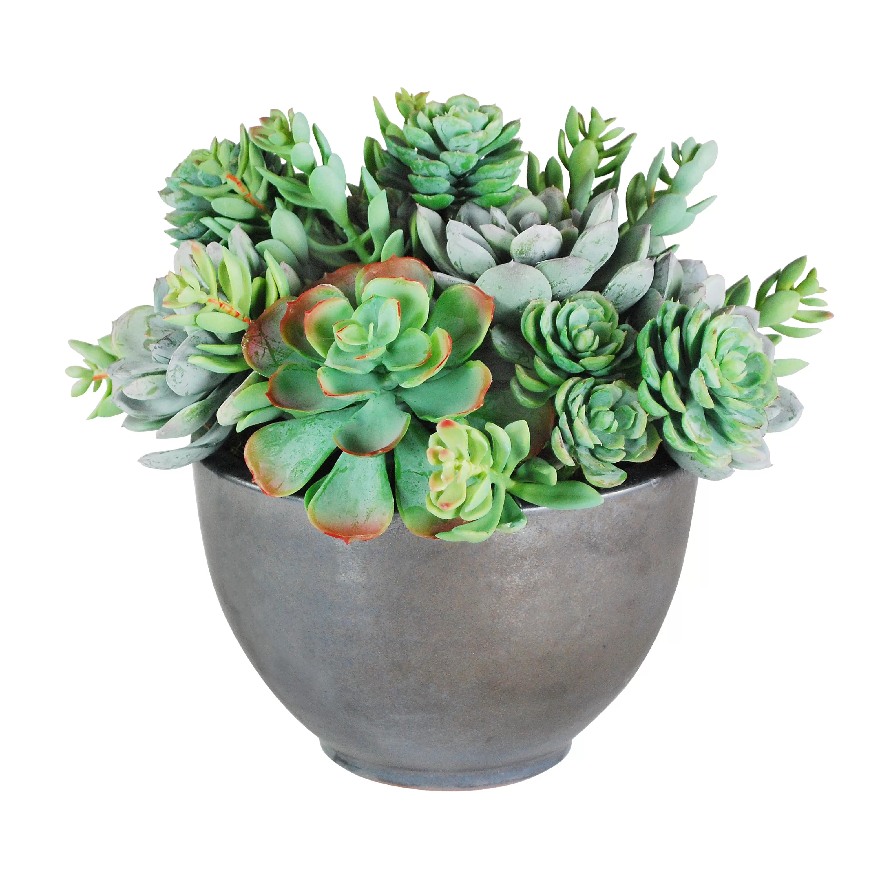 Store SUCCULENT MIX IN BOWL 11" Succulent Arrangements