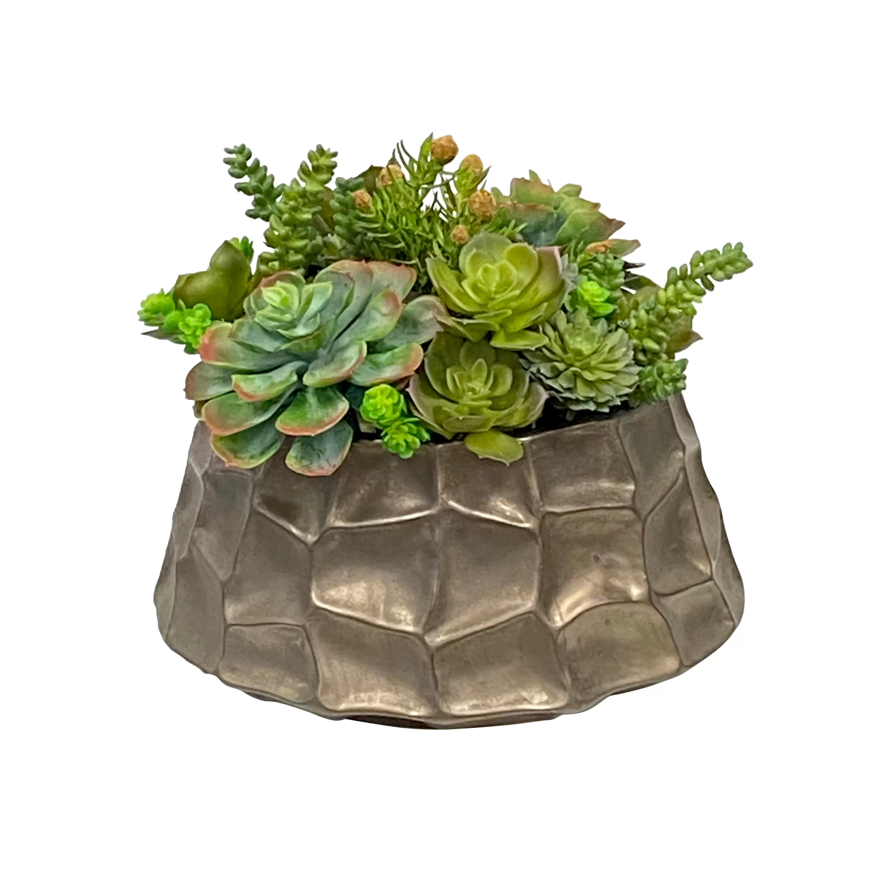 Cheap Succulent Mix in Modern Pot 10" Succulent Arrangements | Urban