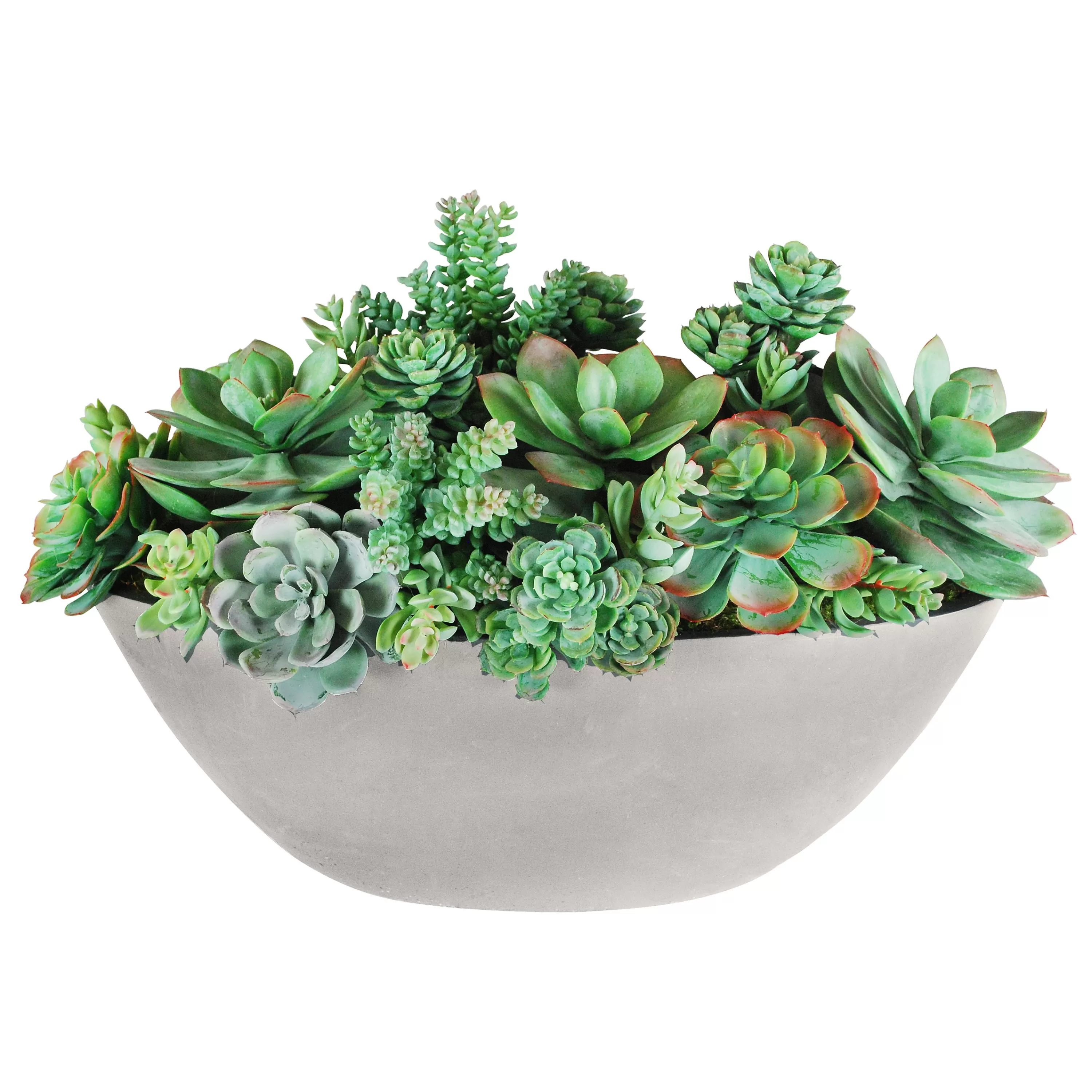 Cheap SUCCULENT MIX IN OVAL PLANTER 14'' Succulent Arrangements | Outdoor Patio