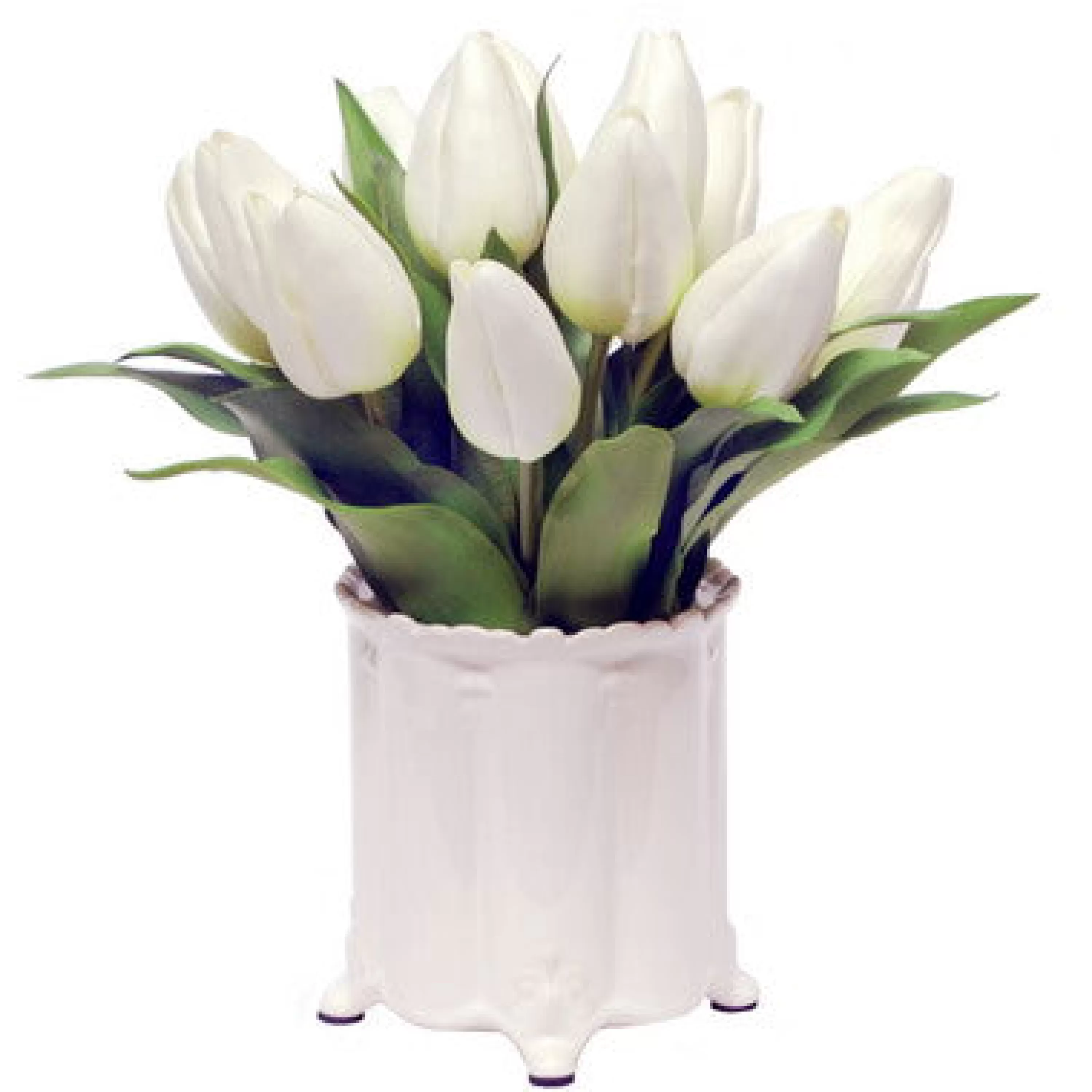 New Tulip in Canister Vase 13" Bianco