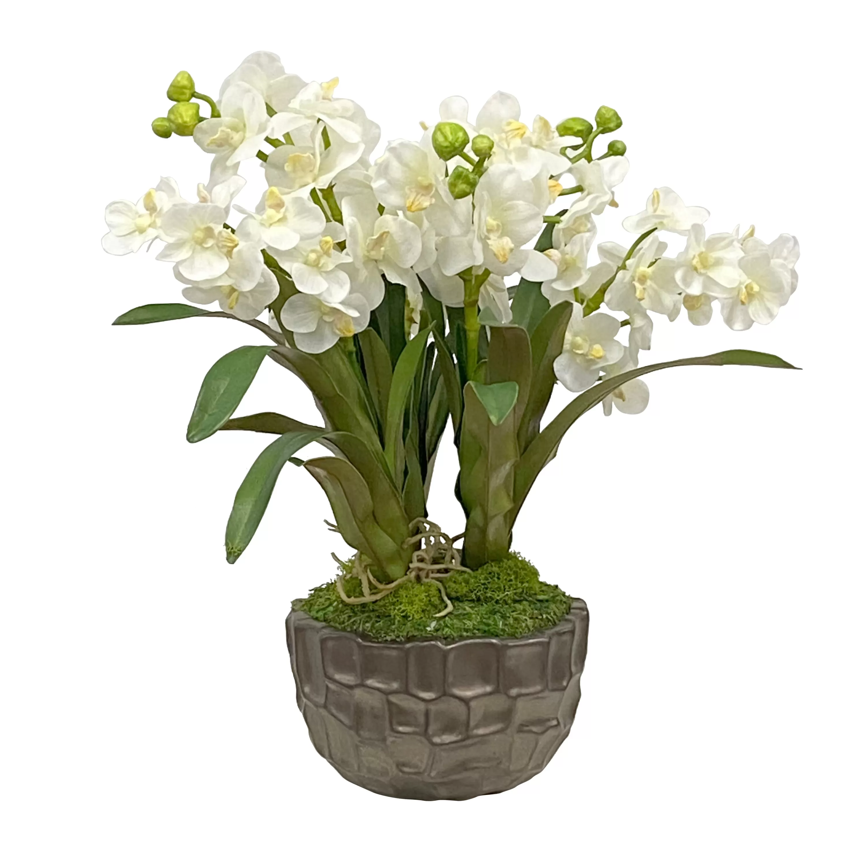 Store VANDA ORCHID IN BOWL 18" Urban