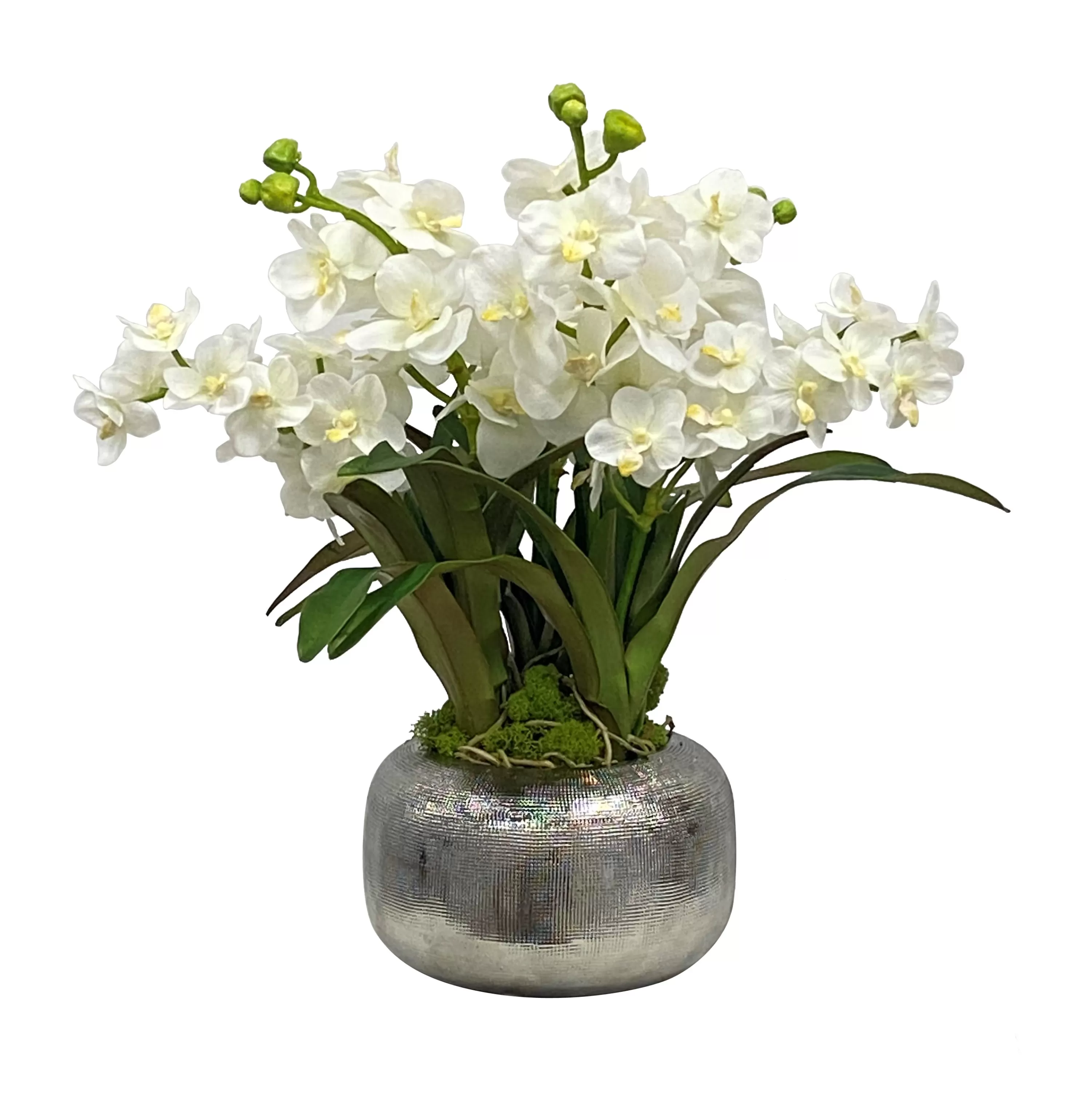 Outlet Vanda Orchid in Pot 18" Urban | Manhattan