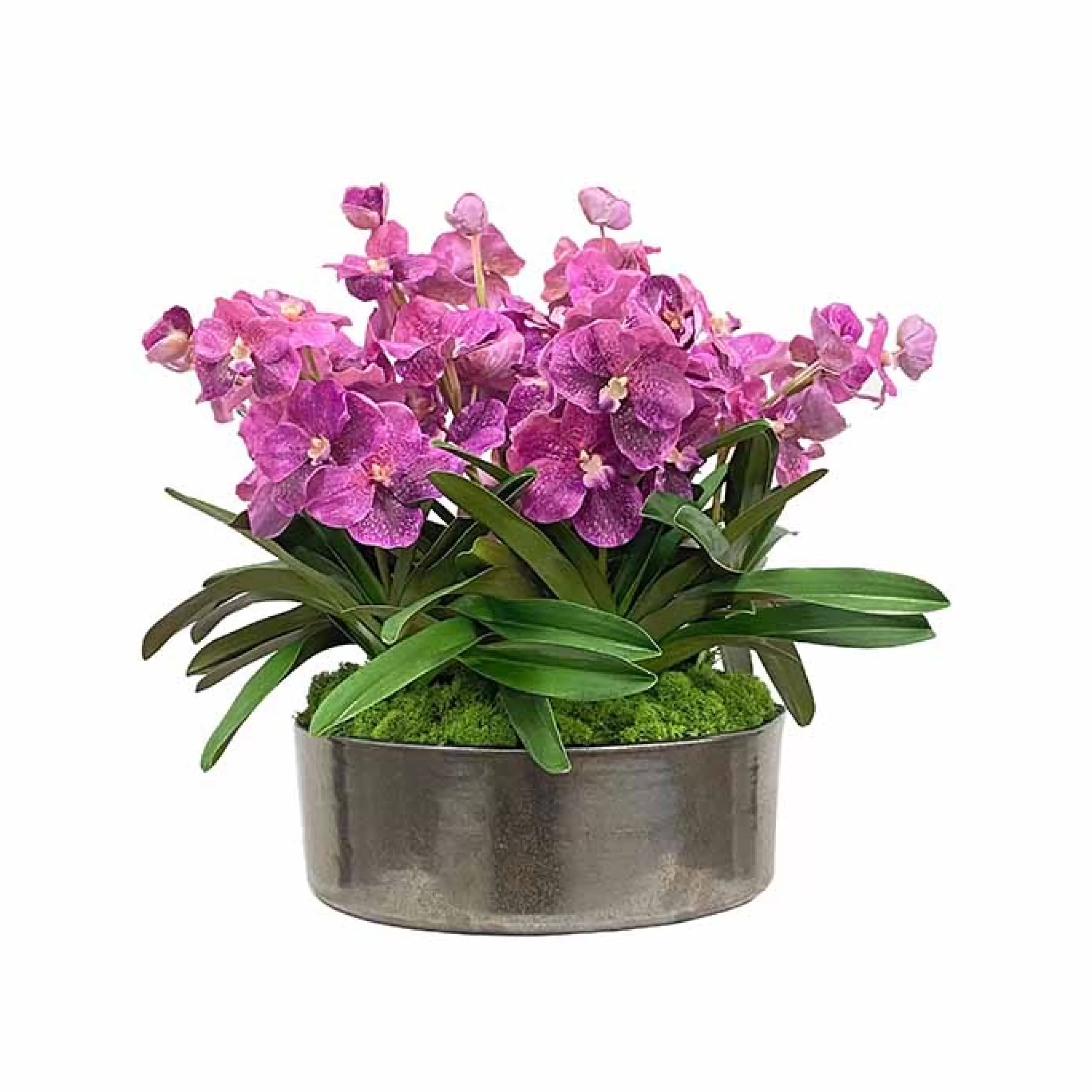 Best Sale Vanda Orchid Plant Centerpiece 21" Urban