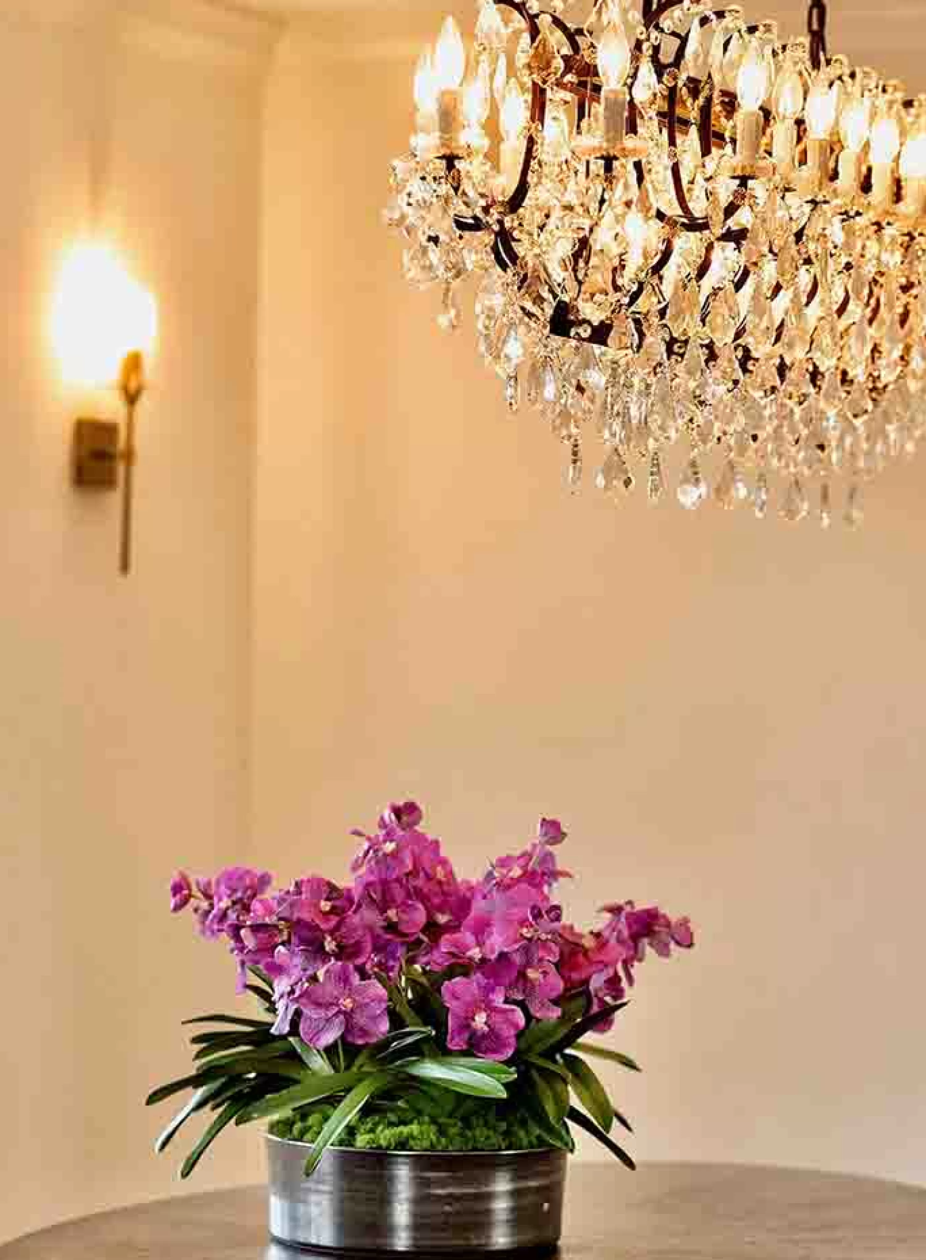 Best Sale Vanda Orchid Plant Centerpiece 21" Urban