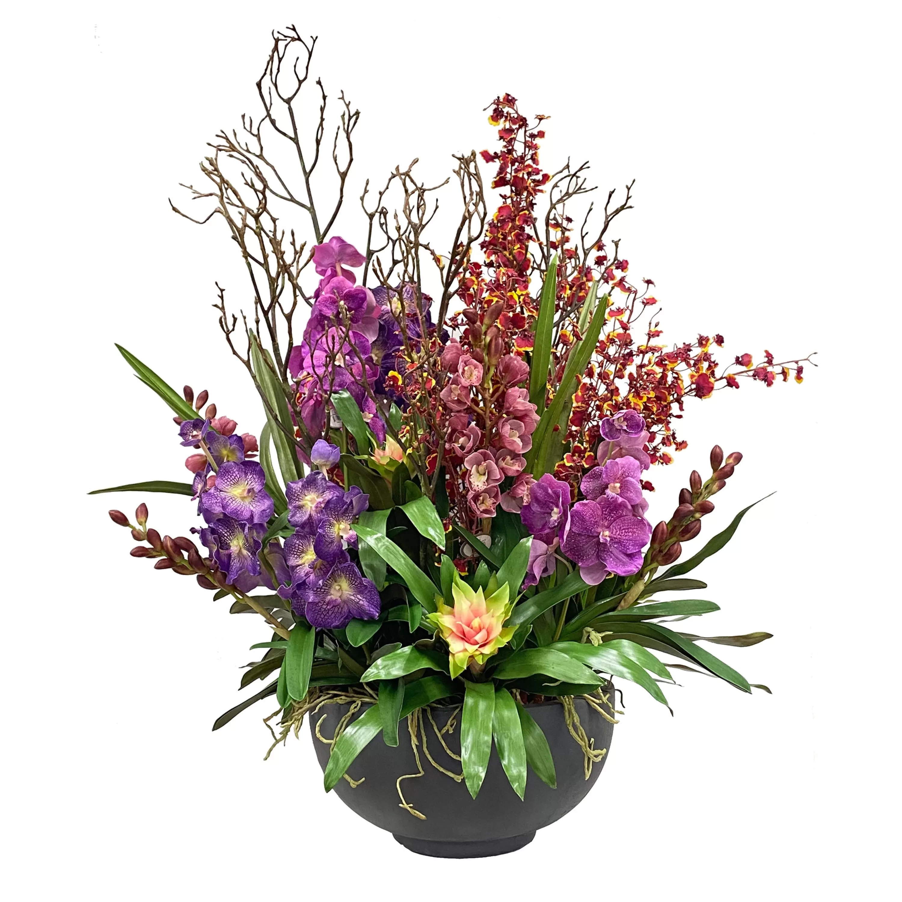 Discount Vanda Orchid Plant in Bowl 48" Succulent Arrangements | Architectural Icons