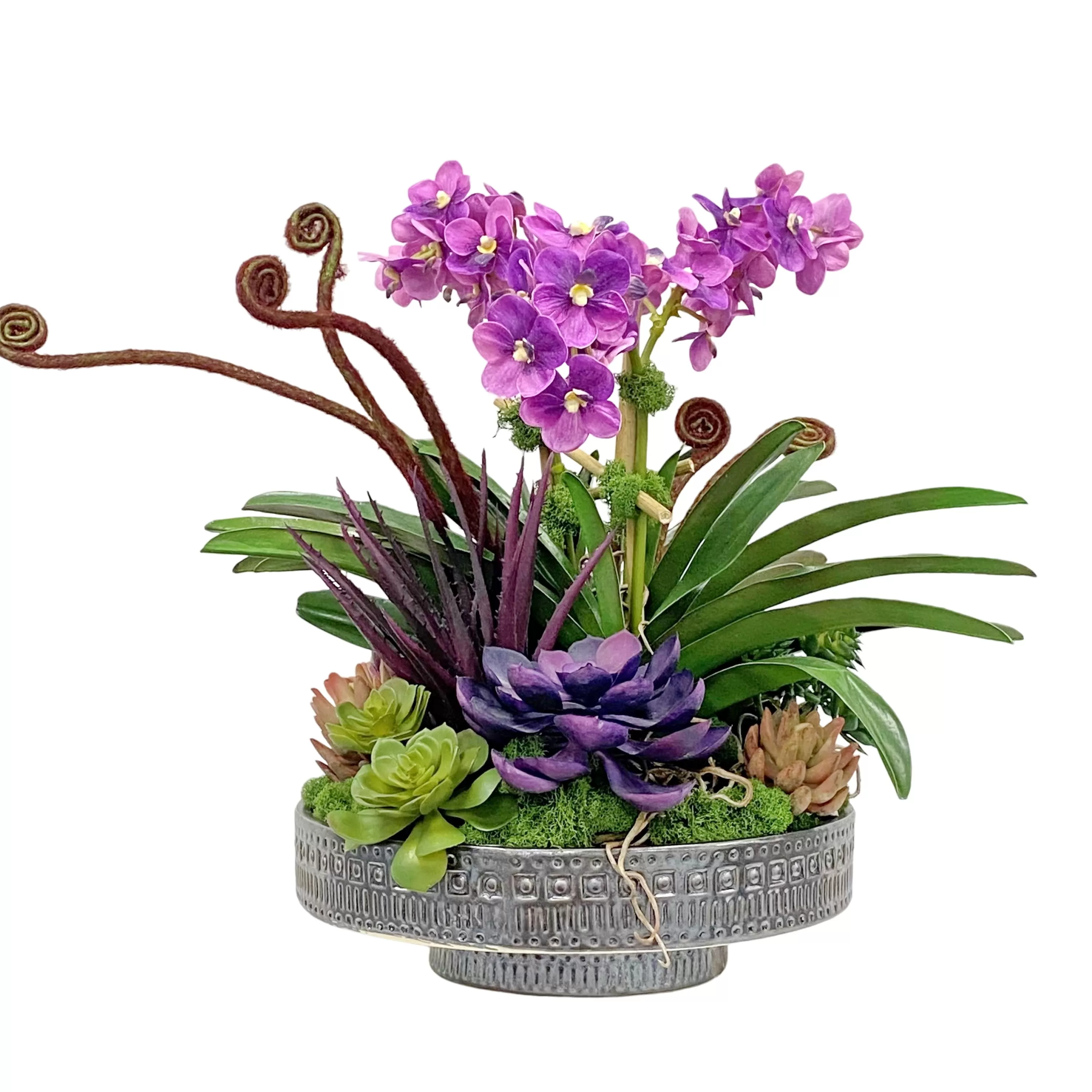 Clearance Vanda Orchid Succulent in Planter 24" Succulent Arrangements