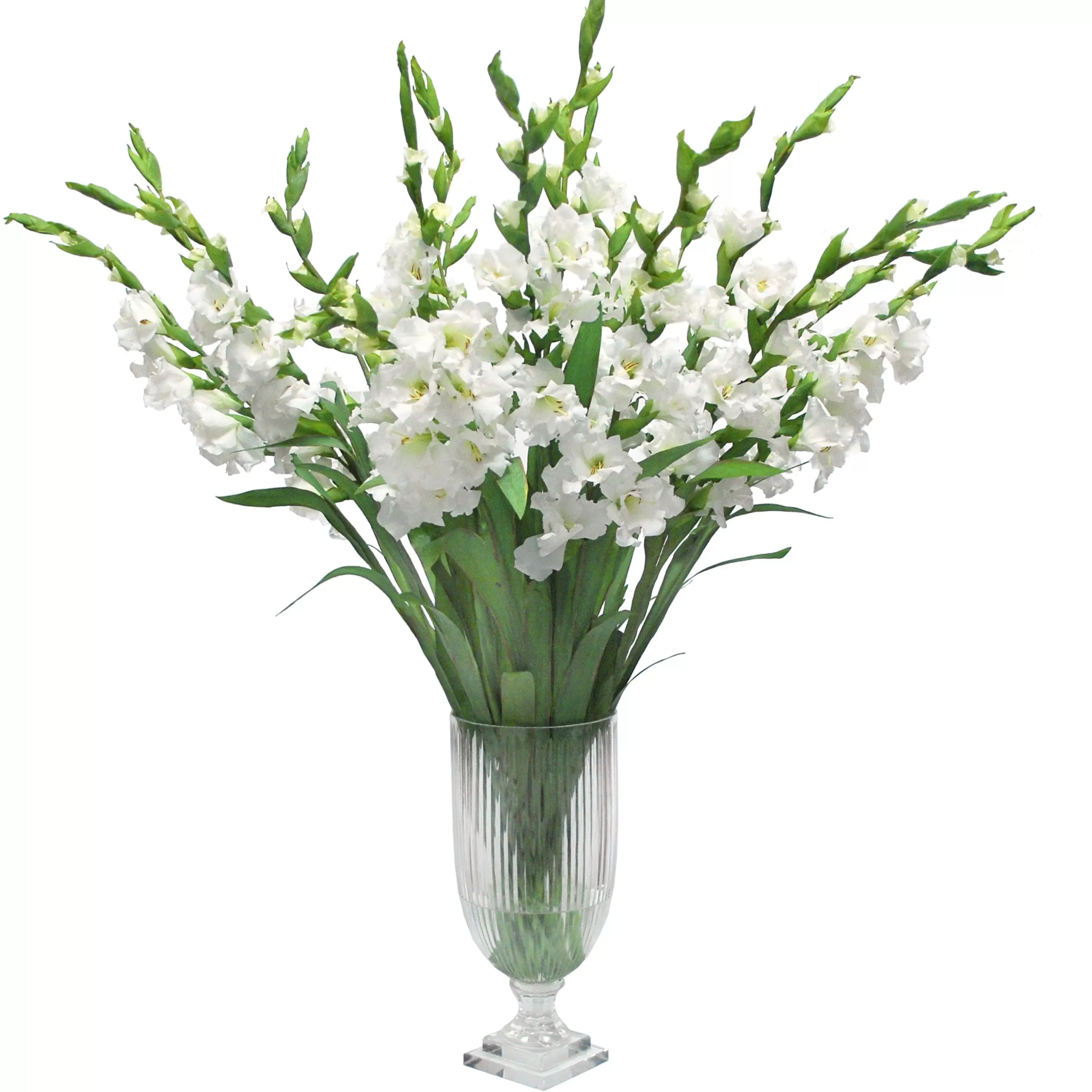 Clearance White Gladiolus in Cut Vase 48" Manhattan